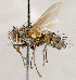  ( - CNC1724085)  @11 [ ] No rights reserved (2021) Unspecified Canadian National Collection of Insects, Arachnids and Nematodes