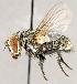  ( - CNC1724121)  @11 [ ] No rights reserved (2021) Unspecified Canadian National Collection of Insects, Arachnids and Nematodes