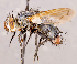  ( - CNC1724123)  @11 [ ] No rights reserved (2021) Unspecified Canadian National Collection of Insects, Arachnids and Nematodes