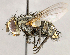  ( - CNC1724126)  @11 [ ] No rights reserved (2021) Unspecified Canadian National Collection of Insects, Arachnids and Nematodes