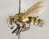  ( - CNC1724135)  @11 [ ] No rights reserved (2021) Unspecified Canadian National Collection of Insects, Arachnids and Nematodes