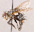  ( - CNC1724168)  @11 [ ] No rights reserved (2021) Unspecified Canadian National Collection of Insects, Arachnids and Nematodes