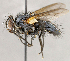  ( - CNC1724263)  @11 [ ] No rights reserved (2021) Unspecified Canadian National Collection of Insects, Arachnids and Nematodes