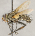  ( - CNC1726857)  @11 [ ] No rights reserved (2021) Unspecified Canadian National Collection of Insects, Arachnids and Nematodes