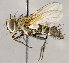  ( - CNC1727015)  @11 [ ] No rights reserved (2021) Unspecified Canadian National Collection of Insects, Arachnids and Nematodes