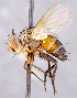  ( - CNC1729939)  @11 [ ] No rights reserved (2021) Unspecified Canadian National Collection of Insects, Arachnids and Nematodes