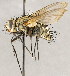  ( - CNC1730073)  @11 [ ] No rights reserved (2021) Unspecified Canadian National Collection of Insects, Arachnids and Nematodes