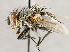  ( - CNC1730098)  @11 [ ] No rights reserved (2021) Unspecified Canadian National Collection of Insects, Arachnids and Nematodes