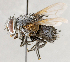  ( - CNC1730171)  @11 [ ] No rights reserved (2021) Unspecified Canadian National Collection of Insects, Arachnids and Nematodes