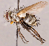  ( - CNC1730249)  @11 [ ] No rights reserved (2021) Unspecified Canadian National Collection of Insects, Arachnids and Nematodes