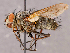  (Mochlosoma validum - CNC1730250)  @11 [ ] No rights reserved (2021) Unspecified Canadian National Collection of Insects, Arachnids and Nematodes