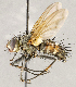  ( - CNC1730329)  @11 [ ] No rights reserved (2021) Unspecified Canadian National Collection of Insects, Arachnids and Nematodes