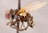  ( - CNC1738678)  @11 [ ] No rights reserved (2021) Unspecified Canadian National Collection of Insects, Arachnids and Nematodes