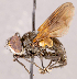  ( - CNC1738691)  @11 [ ] No rights reserved (2021) Unspecified Canadian National Collection of Insects, Arachnids and Nematodes