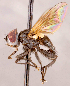  ( - CNC1738731)  @11 [ ] No rights reserved (2021) Unspecified Canadian National Collection of Insects, Arachnids and Nematodes