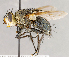  ( - CNC1897939)  @11 [ ] No rights reserved (2021) Unspecified Canadian National Collection of Insects, Arachnids and Nematodes