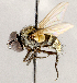  ( - CNC1897956)  @11 [ ] No rights reserved (2021) Unspecified Canadian National Collection of Insects, Arachnids and Nematodes