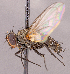  ( - CNC1965984)  @11 [ ] No rights reserved (2022) Unspecified Canadian National Collection of Insects, Arachnids and Nematodes
