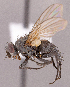  ( - CNC1965993)  @11 [ ] No rights reserved (2022) Unspecified Canadian National Collection of Insects, Arachnids and Nematodes