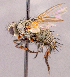  (Campylocheta sp. NB3 - CNC1965995)  @11 [ ] No rights reserved (2022) Unspecified Canadian National Collection of Insects, Arachnids and Nematodes