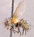  (Campylocheta sp. NB1 - CNC1965996)  @11 [ ] No rights reserved (2022) Unspecified Canadian National Collection of Insects, Arachnids and Nematodes
