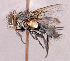  ( - CNC1966147)  @11 [ ] No rights reserved (2022) Unspecified Canadian National Collection of Insects, Arachnids and Nematodes