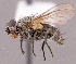  ( - CNC1966156)  @11 [ ] No rights reserved (2022) Unspecified Canadian National Collection of Insects, Arachnids and Nematodes
