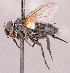  ( - CNC1966266)  @11 [ ] No rights reserved (2022) Unspecified Canadian National Collection of Insects, Arachnids and Nematodes