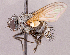  (Graphogaster sp. NB1 - CNC1966269)  @11 [ ] No rights reserved (2022) Unspecified Canadian National Collection of Insects, Arachnids and Nematodes