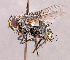  ( - CNC1966317)  @11 [ ] No rights reserved (2022) Unspecified Canadian National Collection of Insects, Arachnids and Nematodes