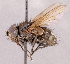 (Graphogaster sp. NB2 - CNC1966318)  @11 [ ] No rights reserved (2022) Unspecified Canadian National Collection of Insects, Arachnids and Nematodes