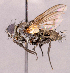  ( - CNC1966331)  @11 [ ] No rights reserved (2022) Unspecified Canadian National Collection of Insects, Arachnids and Nematodes