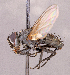  ( - CNC1966334)  @11 [ ] No rights reserved (2022) Unspecified Canadian National Collection of Insects, Arachnids and Nematodes