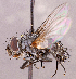  (Phebellia cerurae - CNC1966397)  @11 [ ] No rights reserved (2022) Unspecified Canadian National Collection of Insects, Arachnids and Nematodes