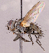  ( - CNC1966400)  @11 [ ] No rights reserved (2022) Unspecified Canadian National Collection of Insects, Arachnids and Nematodes