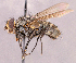  ( - CNC1966405)  @11 [ ] No rights reserved (2022) Unspecified Canadian National Collection of Insects, Arachnids and Nematodes