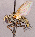  ( - CNC1966411)  @11 [ ] No rights reserved (2022) Unspecified Canadian National Collection of Insects, Arachnids and Nematodes