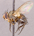  ( - CNC1966501)  @11 [ ] No rights reserved (2022) Unspecified Canadian National Collection of Insects, Arachnids and Nematodes