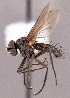  (Medina spinosa - CNC1966639)  @11 [ ] No rights reserved (2022) Unspecified Canadian National Collection of Insects, Arachnids and Nematodes