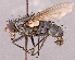  ( - CNC1966642)  @11 [ ] No rights reserved (2022) Unspecified Canadian National Collection of Insects, Arachnids and Nematodes