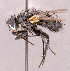  ( - CNC1966689)  @11 [ ] No rights reserved (2022) Unspecified Canadian National Collection of Insects, Arachnids and Nematodes
