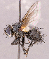  ( - CNC1966691)  @11 [ ] No rights reserved (2022) Unspecified Canadian National Collection of Insects, Arachnids and Nematodes