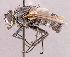  ( - CNC1966712)  @11 [ ] No rights reserved (2022) Unspecified Canadian National Collection of Insects, Arachnids and Nematodes