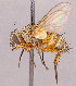  ( - CNC1966749)  @11 [ ] No rights reserved (2022) Unspecified Canadian National Collection of Insects, Arachnids and Nematodes