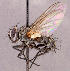  ( - CNC1966750)  @11 [ ] No rights reserved (2022) Unspecified Canadian National Collection of Insects, Arachnids and Nematodes