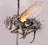  ( - CNC1966756)  @11 [ ] No rights reserved (2022) Unspecified Canadian National Collection of Insects, Arachnids and Nematodes