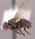  (Medina sp. NB1 - CNC1966761)  @11 [ ] No rights reserved (2022) Unspecified Canadian National Collection of Insects, Arachnids and Nematodes