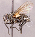  ( - CNC1966781)  @11 [ ] No rights reserved (2022) Unspecified Canadian National Collection of Insects, Arachnids and Nematodes