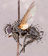  ( - CNC1966785)  @11 [ ] No rights reserved (2022) Unspecified Canadian National Collection of Insects, Arachnids and Nematodes