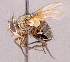  ( - CNC1966800)  @11 [ ] No rights reserved (2022) Unspecified Canadian National Collection of Insects, Arachnids and Nematodes